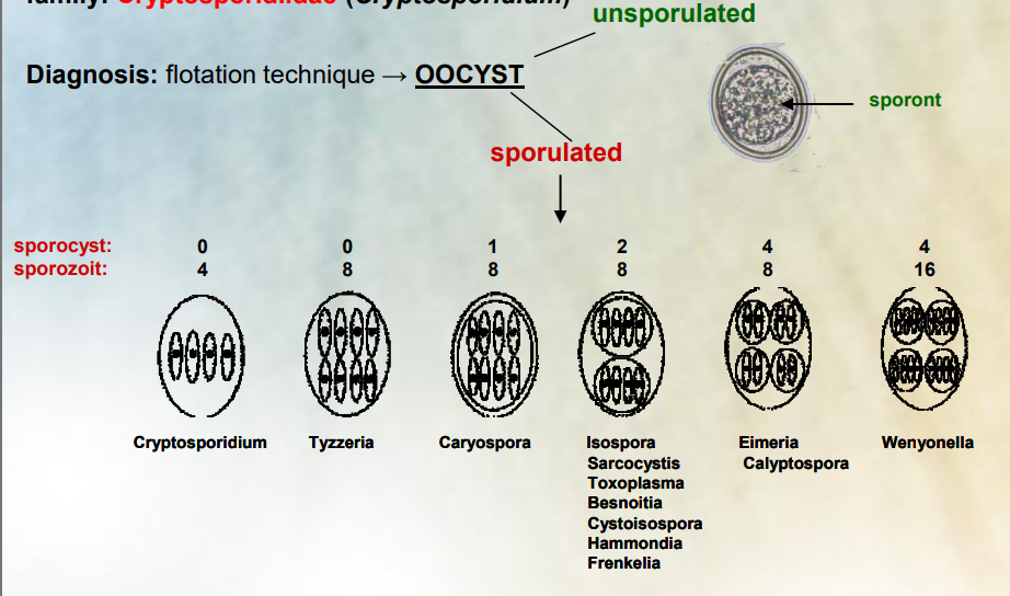 <p><strong>Sporylated oocysts examples. </strong></p><ul><li><p>An<strong> oocyst can be categorized as unsporulated</strong> (immature and not yet capable of reproduction)<strong> and as sporulated</strong> (mature and capable of infection)</p></li><li><p>These are drawings of the sporulated oocyst in the different species (orders) like: </p><ol><li><p><strong>cryptosporidum having 4 sporozoits but no sporozyst. </strong></p></li><li><p>Tyzzeria (of family Emeriidae) having 8 sporozits, 0 sporozyst.</p></li><li><p>Caryospora having 8 sporozoits, 1 sporozyst.</p></li><li><p><strong>Isospora, sarcocystic, toxoplasma, besnoita, cystoisopsora etc. having 8 sporozoits, 2 sporozysts. </strong></p></li><li><p><strong>Eimeria, calyptospora having 8 sporozoits, 4 sporozysts.</strong></p></li></ol></li></ul><p>The diagnosis by flotation technique is done by identifying an oocyst (cystic stage of protozoa), as unsporulated or sporulated. </p>