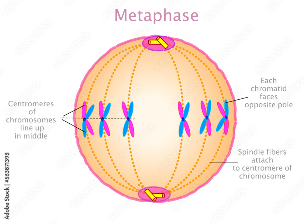 <ul><li><p>nuclear membrane breaks down</p></li><li><p>chromosomes float freely </p></li><li><p>chromosomes will move to line up in the middle of the cell by spindle fibres </p></li></ul><p></p>