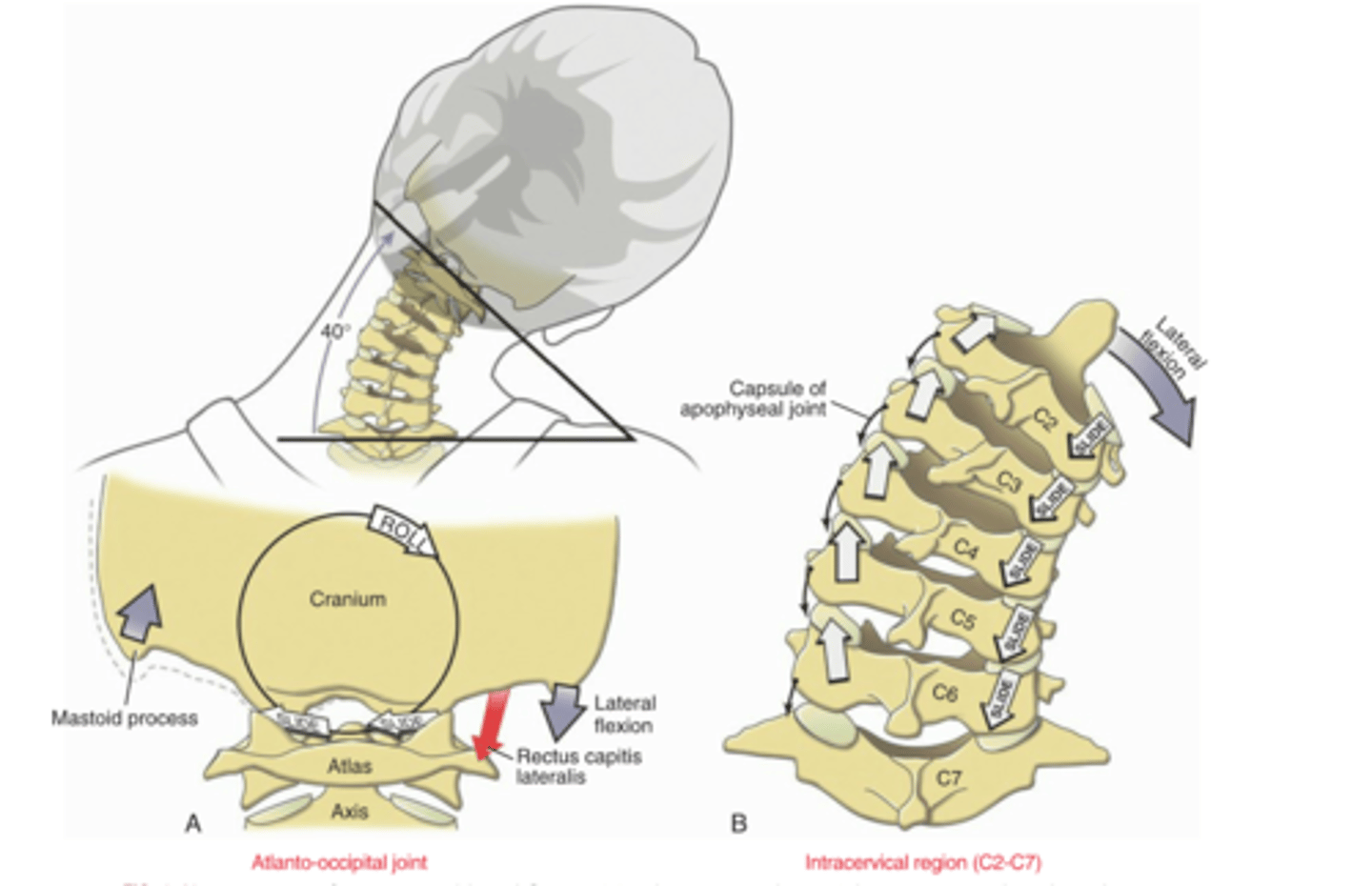 <p>right facet = closes</p><p>left facet = opens</p>