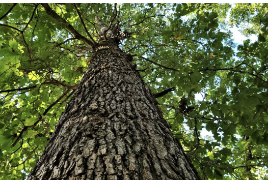 <p>swamp white oak</p>