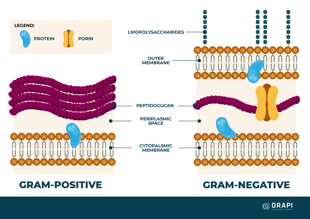 <p>+: thick outer layer of peptidoglycan</p><p>-: thin layer of peptidoglycan between membranes</p><p></p>