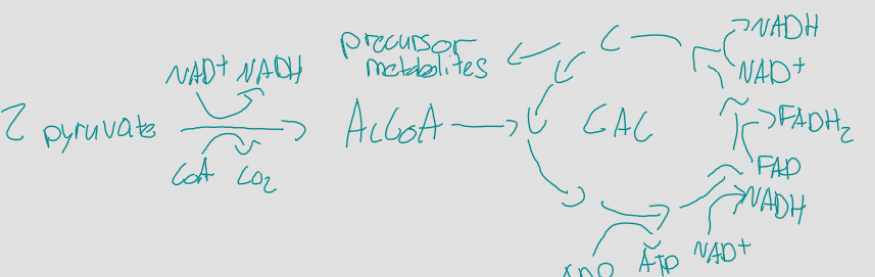<p>8 step cycle that oxidizes pyruvate (from glucose) using CoA to make acetyl-CoA, 2 turns, each turn makes 4 CO2, 2 ATP, 6 NADH, 2 FADH2, and precursor metabolites, in the cytoplasm of prokaryotes, pyruvate moves from the cytoplasm to the mitochondria of only eukaryotes, aerobic</p>