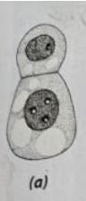 <ul><li><p>asymmetrical division</p></li><li><p>helps set up the apical-basal axis</p></li></ul><p></p>