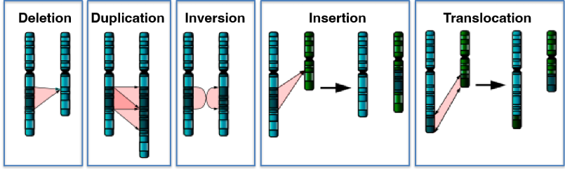 <ul><li><p><strong>Deleciones</strong>: Una porción del cromosoma falta o ha sido eliminada.  </p></li><li><p><strong>Duplicaciones</strong>: Una porción del cromosoma ha sido duplicada, lo que resulta en material genético adicional.  </p></li><li><p><strong>Inversiones</strong>: Una porción del cromosoma se ha desprendido, girado y vuelto a unir en sentido inverso, por lo que el material genético queda invertido.  </p></li><li><p><strong>Inserciones</strong>: Una porción de un cromosoma ha sido eliminada de su lugar normal e insertada en otro cromosoma.  </p></li><li><p><strong>Translocaciones</strong>: Segmentos de dos cromosomas diferentes se han intercambiado.</p></li></ul><p></p>