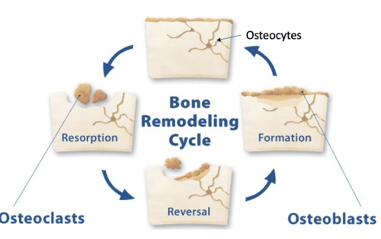 <p>In normal bone, the remodeling cycle of resorption and formation is at __________</p>