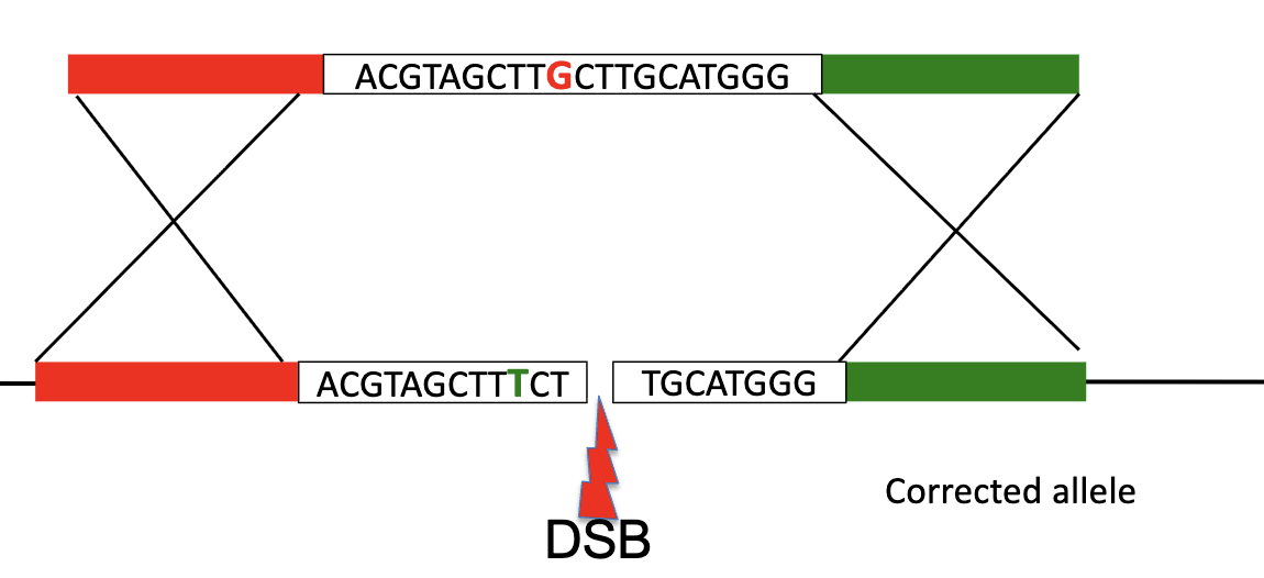 <p><span>Gene editing with CRISPR/Cas9</span></p><ol start="2"><li><p>Allow Cas9 system to cause a DOUBLE-STRAND BREAK and then use ENZYMES to switch the old genes with the wanted genes </p></li></ol><p></p>