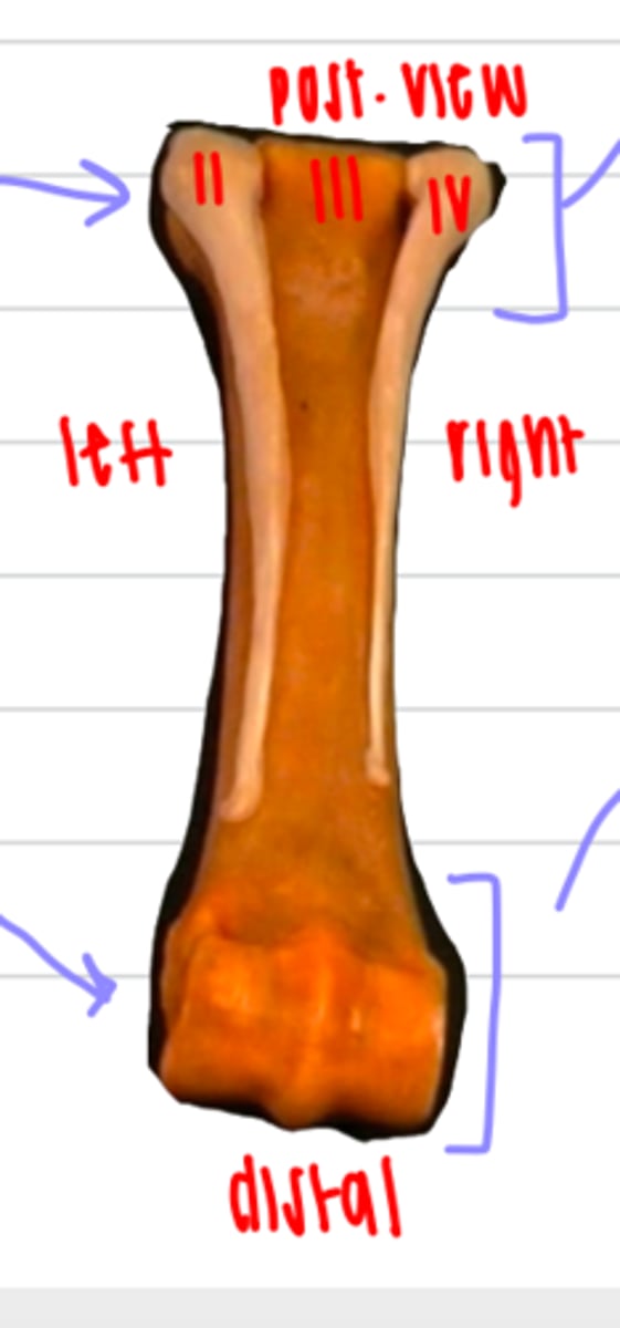 <p>the distal end of the metacarpal is called the...</p>