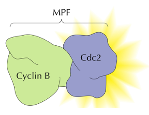 <p>A regulatory protein complex composed of cyclin and CDK that promotes the transition from G2 phase to M phase in the cell cycle.</p><ul><li><p>first purified complex of cyclin and cdk, <span style="color: red"><strong>promotes maturation of oocytes by completion of meiosis</strong></span></p></li></ul><p></p>