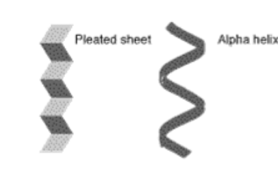 <p> These shapes are examples of which level of protein structure</p>