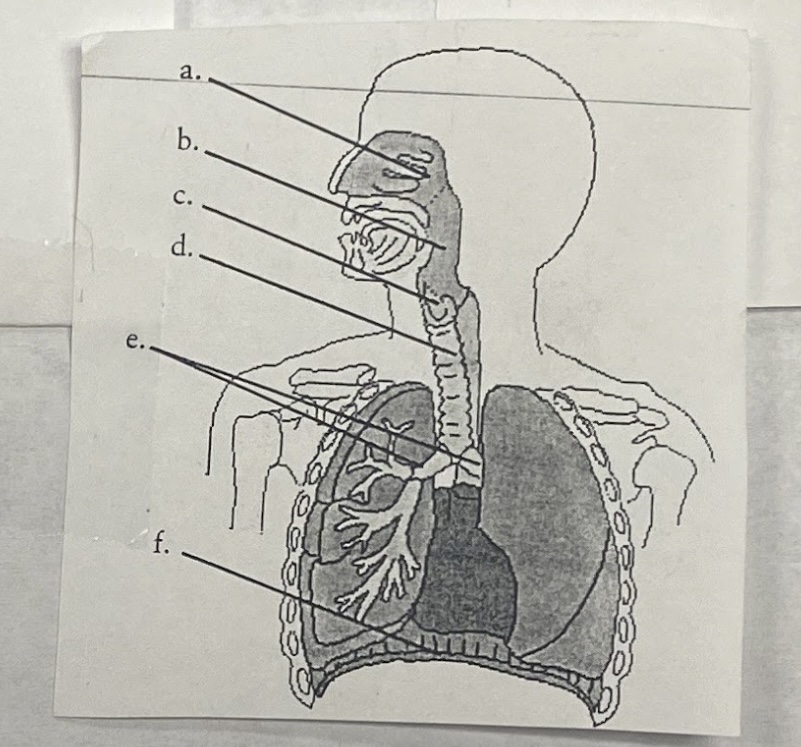 term image
