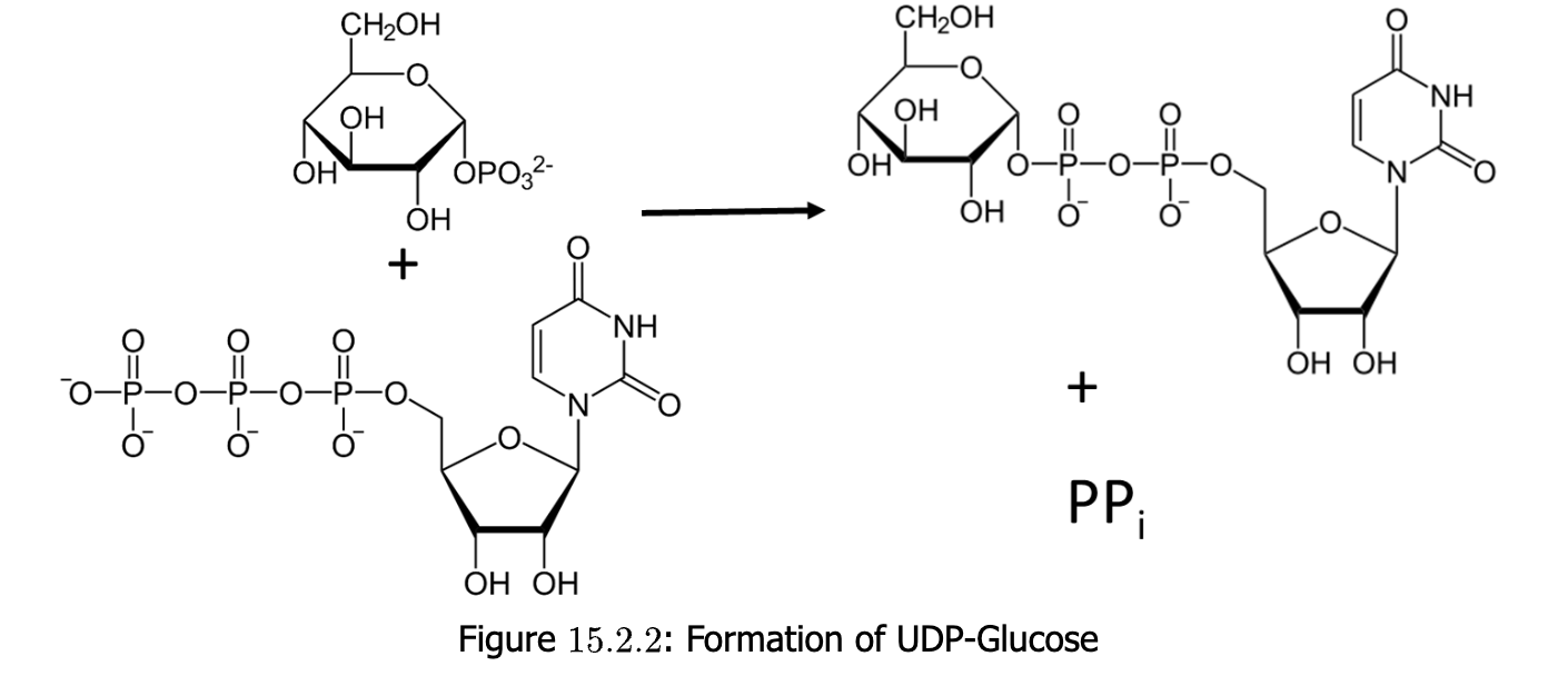 <p>UDP-glucose or uracil diphosphate glucose</p>