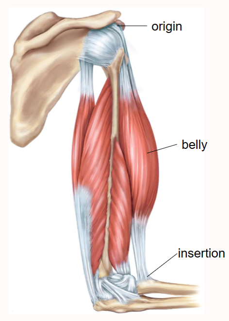 <p>Define Insertion </p>