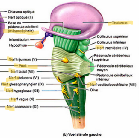 <p>structures manquantes sur schéma : </p><ul><li><p>hypo et épi </p></li><li><p>bulbe rachidien </p></li></ul>