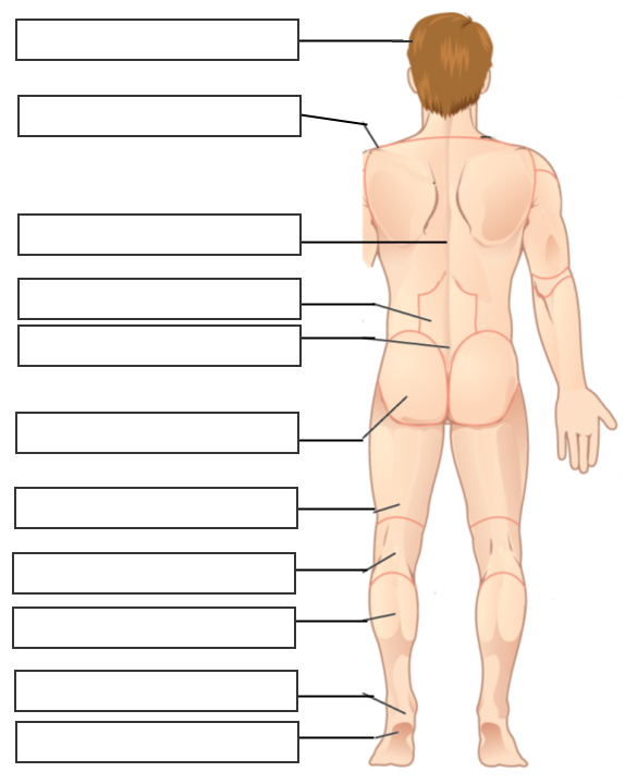 <p><span style="font-family: Arial, sans-serif">Popliteal</span></p>