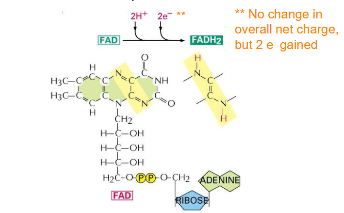 <p>- Flavin adenine dinucleotide</p><p>- another important electron carrier</p><p>- not change in overall net charge but 2 e- gained</p><p></p><p>- capable of undergoing reversible oxidation and reduction reactions, which is one of the reasons its an ideal electron carrier</p>