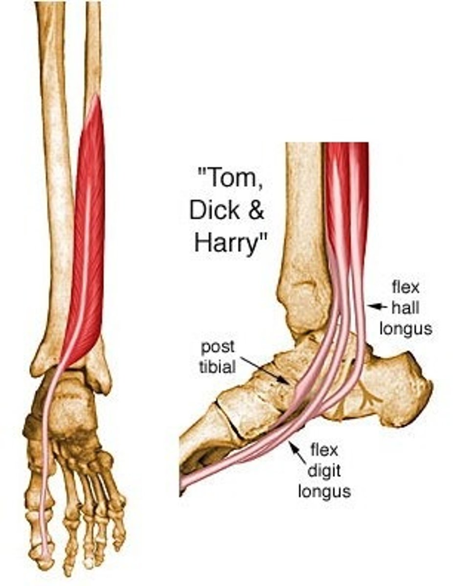 <p>originates on the distal 2/3 of the posterior fibula; inserts on the plantar surface of the base of the distal phalanx of the hallux (great toe)</p>