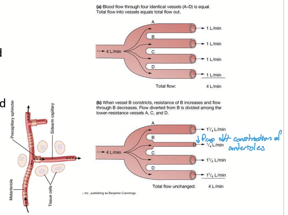 <p>When there is a low metabolic demand, vasoconstriction causes decreased perfusion downstream. When there is a high metabolic demand, vasodilation causes increased perfusion downstream.</p>