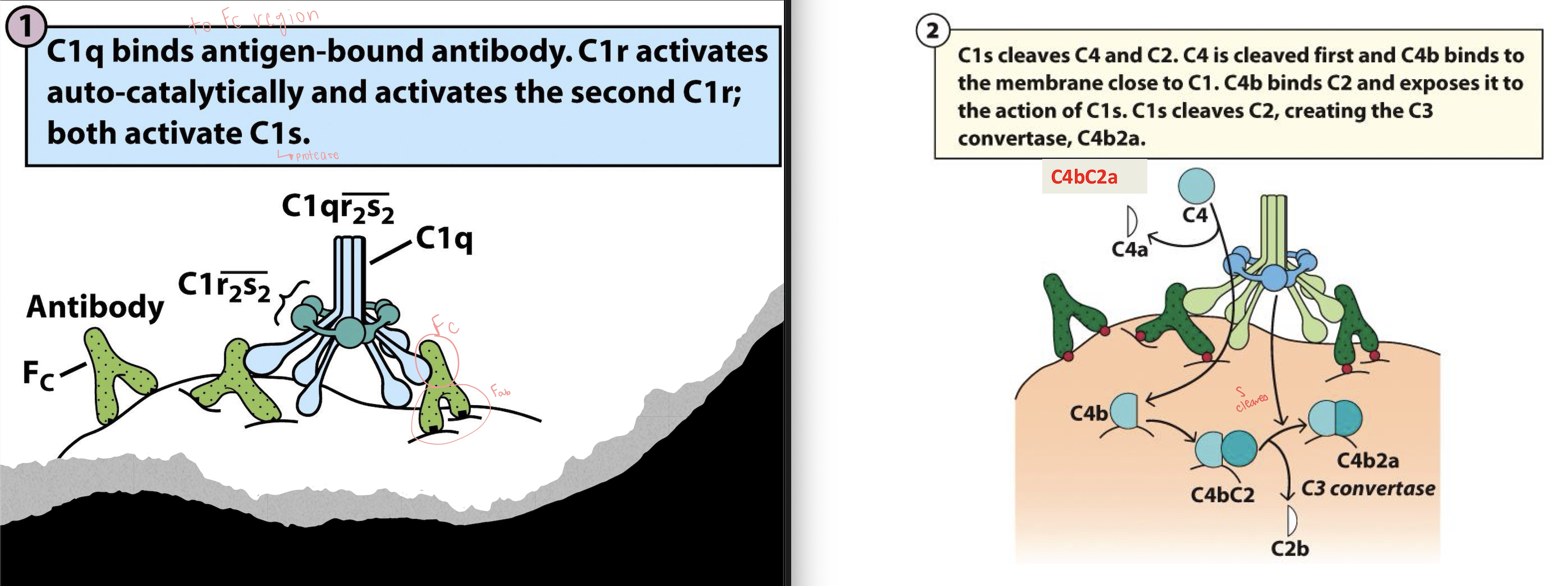 <p><strong>Classical Complement Pathway:</strong></p><ul><li><p>Antibody (IgG or IgM) binds antigen on a pathogen, and _ region becomes exposed</p></li><li><p>_ binds Fc region of antibody</p><ul><li><p>causes: C1r → activated, C1r activates _ (the protease)</p></li></ul></li><li><p>C1s cleaves _</p><ul><li><p>C4 → C4a + C4b</p></li></ul></li><li><p>_ binds C4b</p></li><li><p>_ cleaves C2</p><ul><li><p>C2 → C2a + C2b</p></li><li><p>But this time<br>C2a = _ fragment, and C2b = _ fragment</p></li></ul></li></ul><ul><li><p>Result is _, a C3 convertase (+ C3 → C3a + C3b)</p></li><li><p>Then C4b2a + C3b → , the C5 convertase</p><ul><li><p>C5 → C5a + C5a</p></li></ul></li><li><p>Then MembraneAttackComplex: C5b → C6 → C7 → C8 → C9 (x many)</p></li><li><p>Final complex: _</p></li></ul><p></p>
