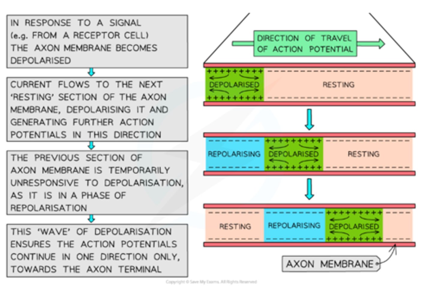 <p>1. Na⁺ enter the membrane through a channel during depolarisation.</p><p>2. The Na⁺ that have entered the cell diffuse to both neighbouring sides of the channel from which the ion entered the cell (local current).</p><p>3. The Na⁺ that move through the local current bring their + charge to the neighbouring region of the membrane (rising the membrane potential from the resting potential of -70mV).</p><p>4. If the charge reaches the threshold potential (-50mV), the voltage-gated Na⁺ open causing an action potential.</p><p>5. This is repeated, causing a wave of action potential along the neuron membrane (and the nervous signal is boosted due to saltatory conduction in myelinated neurons)</p>