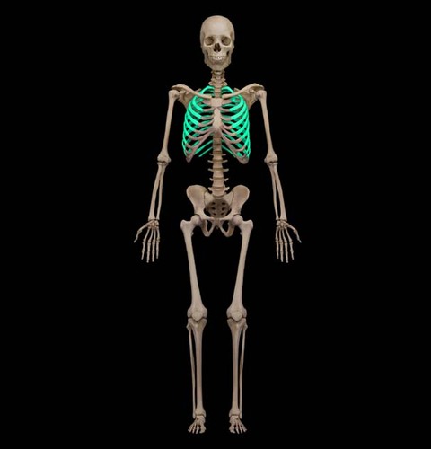 12 pairs, attach posteriorly to the thoracic vertebrae