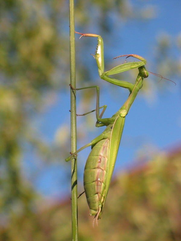 <p>kudlanka nábožná </p>