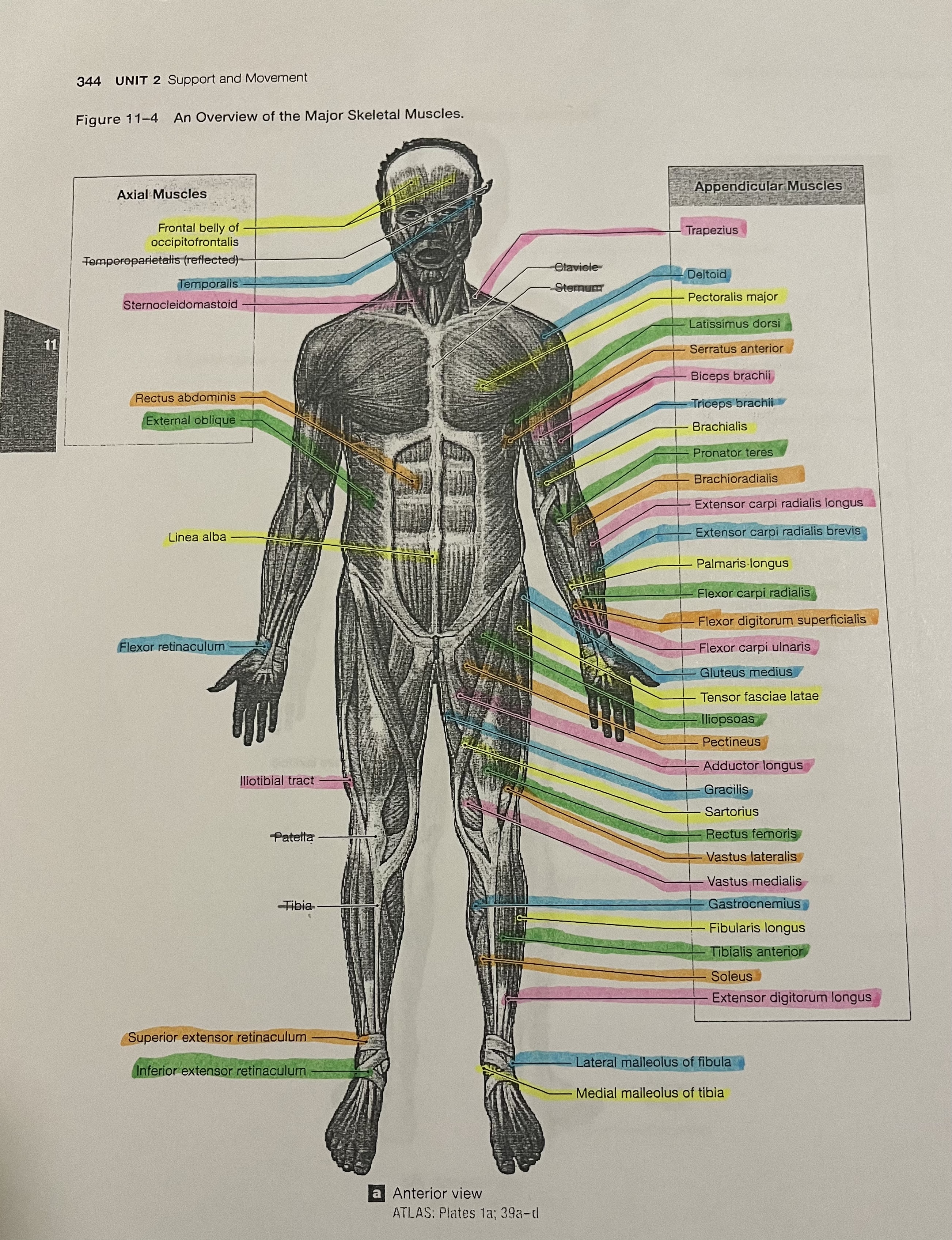 <p>Gluteus medius</p>