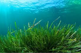 <p>spirulina</p>