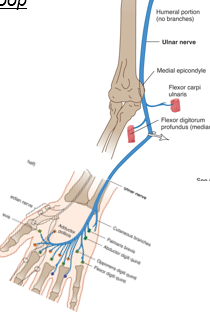 <ul><li><p>verloop: </p><ul><li><p>bovenarm: mediaal (ventraal)</p></li><li><p>elleboog: dorsaal langs epicondulus medialis</p></li><li><p>onderarm: ventraal mediaal</p></li><li><p>hand: in handpalm, “boog” vanaf pinkzijde naar duimzijde</p></li></ul></li><li><p>motorisch:</p><ul><li><p>palmairflexie</p></li><li><p>flexie ringvinger en pink en ab- en adductoren</p></li><li><p>adductie duim</p></li></ul></li><li><p>sensibel: pinkzijde van hand, vooral pink zelf</p></li></ul><p></p>