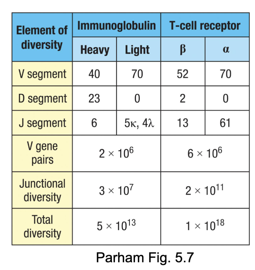<ul><li><p><span><span>Compared to immunoglobulins:</span></span></p><ul><li><p><span><span>Greater number of gene segments to recombine (combinatorial diversity)</span></span></p></li><li><p><span><span>Greater junctional diversity potential (N- and P-nucleotides)</span></span></p><ul><li><p><span><span>TCR: both chains have N- and P-nucleotides added</span></span></p></li><li><p><span><span>BCR: light chains have few N- and P- nucleotides (TdT</span></span><br><span><span>downregulated at time of rearrangement)</span></span></p></li></ul></li></ul></li><li><p><span><span>Lots of diversity without taking up a lot of space in the genome</span></span></p></li></ul><p></p>