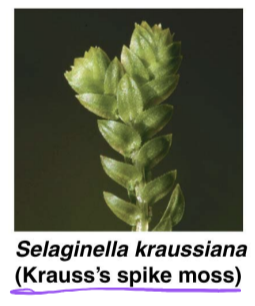 <p>lycophytes w/ microphylls ex.</p>