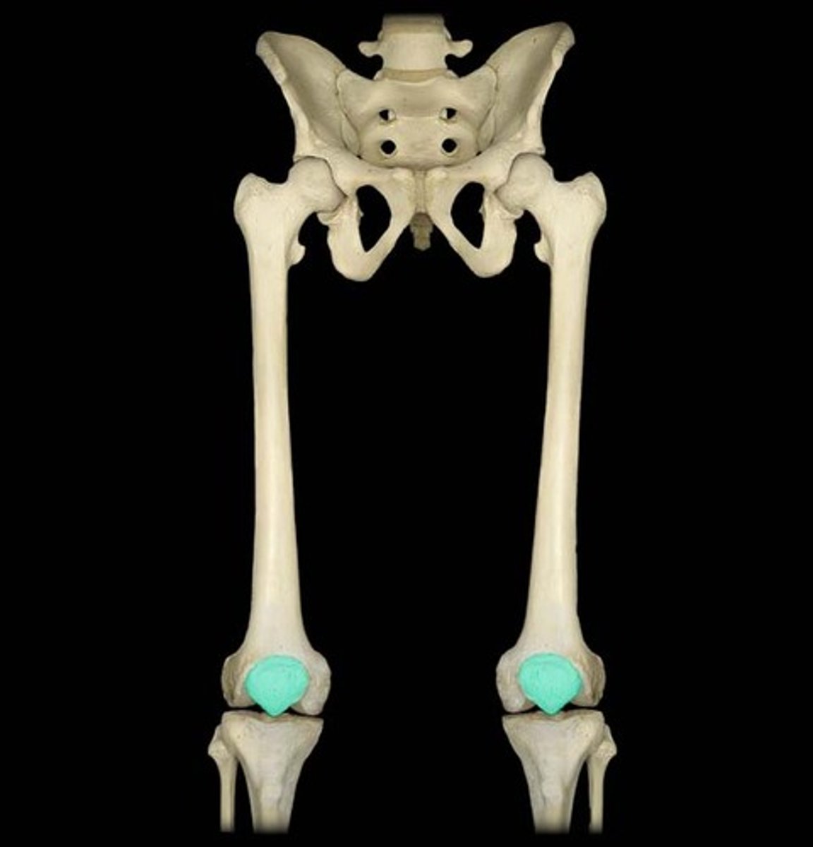 <p>- sesamoid bone, acts as pulley for quad</p>