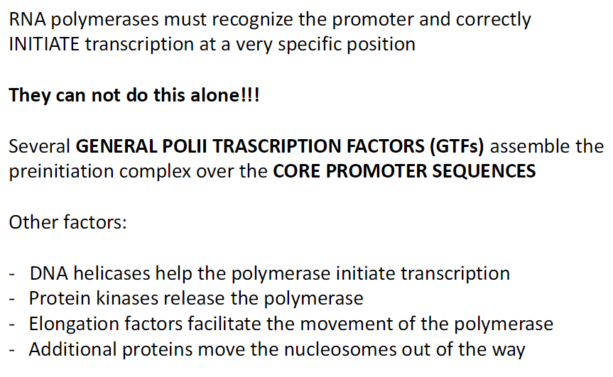 <p><strong>Promoter Recognition and Initiation</strong><br> RNA polymerase must recognize the promoter<br> Initiate transcription at a very specific site<br> Cannot do this alone</p><p><strong>General Transcription Factors (GTFs)</strong><br> Assemble the preinitiation complex over core promoter sequences</p><p><strong>Other Supporting Factors</strong><br> DNA helicases – help unwind DNA so polymerase can start<br> Protein kinases – release polymerase to begin elongation<br> Elongation factors – help polymerase move along DNA<br> Chromatin remodelers – move nucleosomes out of the way</p>
