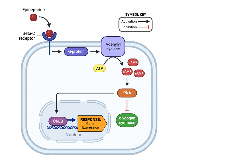 <p><span>True or false? Once activated, PKA can directly activate CREB.</span></p>