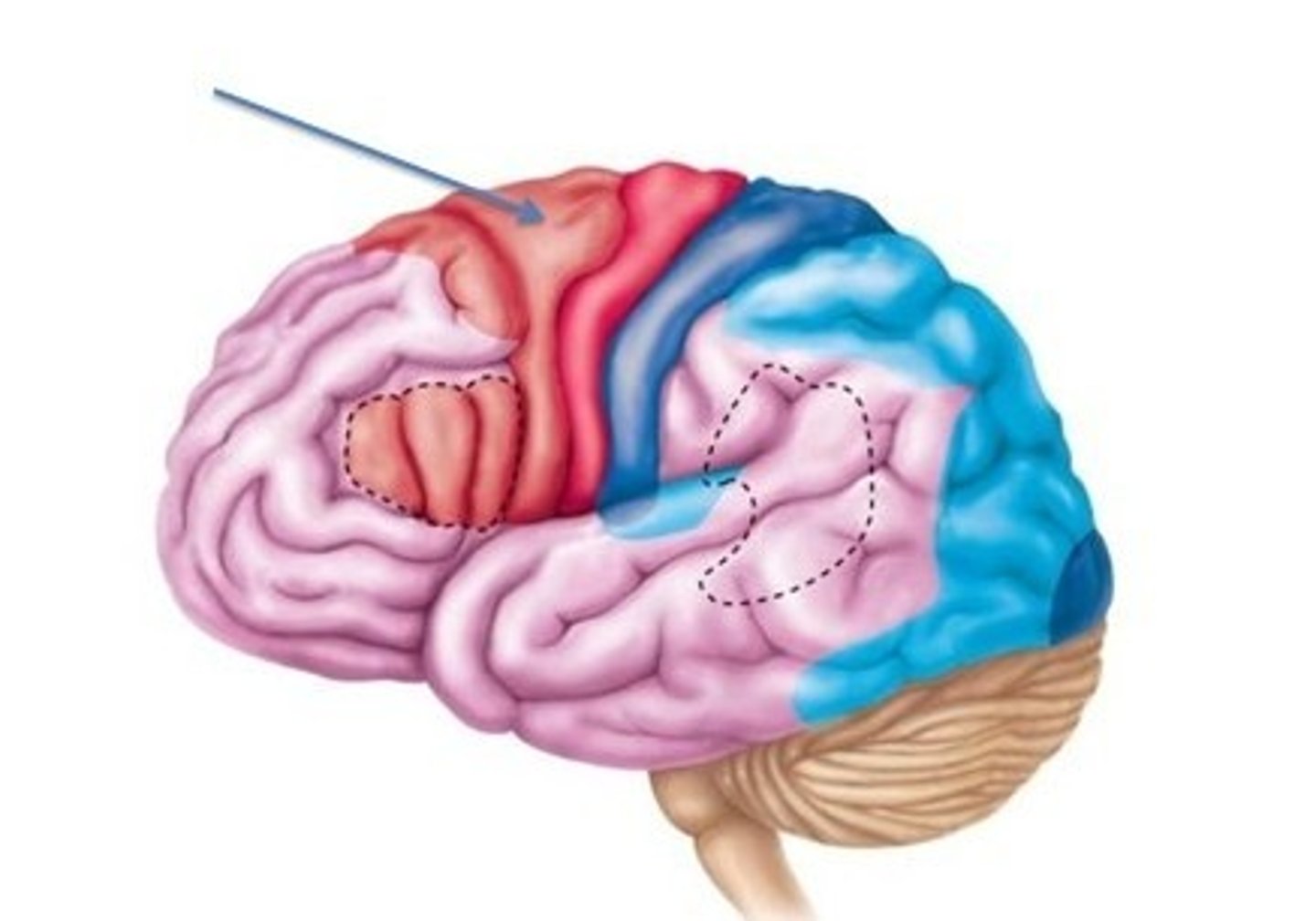 <p>an area in the frontal lobe responsible for planning and organising movements</p>