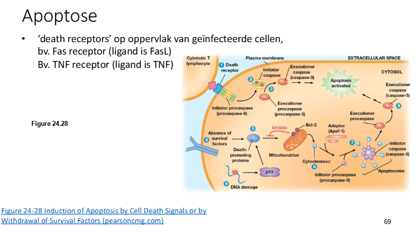 <p>Bij apoptose komen ‘death receptors’ tot expressie op het celoppervlak van geïnfecteerde cellen</p><p>voorbeelden:</p><ul><li><p>Fas receptor (ligand: FasL)</p></li><li><p>TNF receptor (ligand is TNF)</p></li></ul><p></p><p>Mechanisme</p><ul><li><p>Ligand wordt herkend door death receptor</p></li><li><p>door binding ligand op receptor wordt initiator procaspase geactiveerd</p><ul><li><p>een initiator procaspase is een enzym dat geactiveerd wordt na binding van een ligand op een death receptor, als het geactiveerd is zal het zichzelf knippen</p></li></ul></li><li><p>Nu hebben we een initiator caspase, deze is een protease en zal een ander pro-caspase activeren door het te knippen</p></li><li><p>zo krijg je een actief caspase gekend als executionor caspase. Deze zal de apoptose activeren.</p></li></ul><p></p><p>Caspases zijn proteasen en knippen zichzelf in stukken.</p><p>De laatste caspase (executionor) zal andere iwitten knippe zodat de apoptose gestart wordt.</p><p></p>
