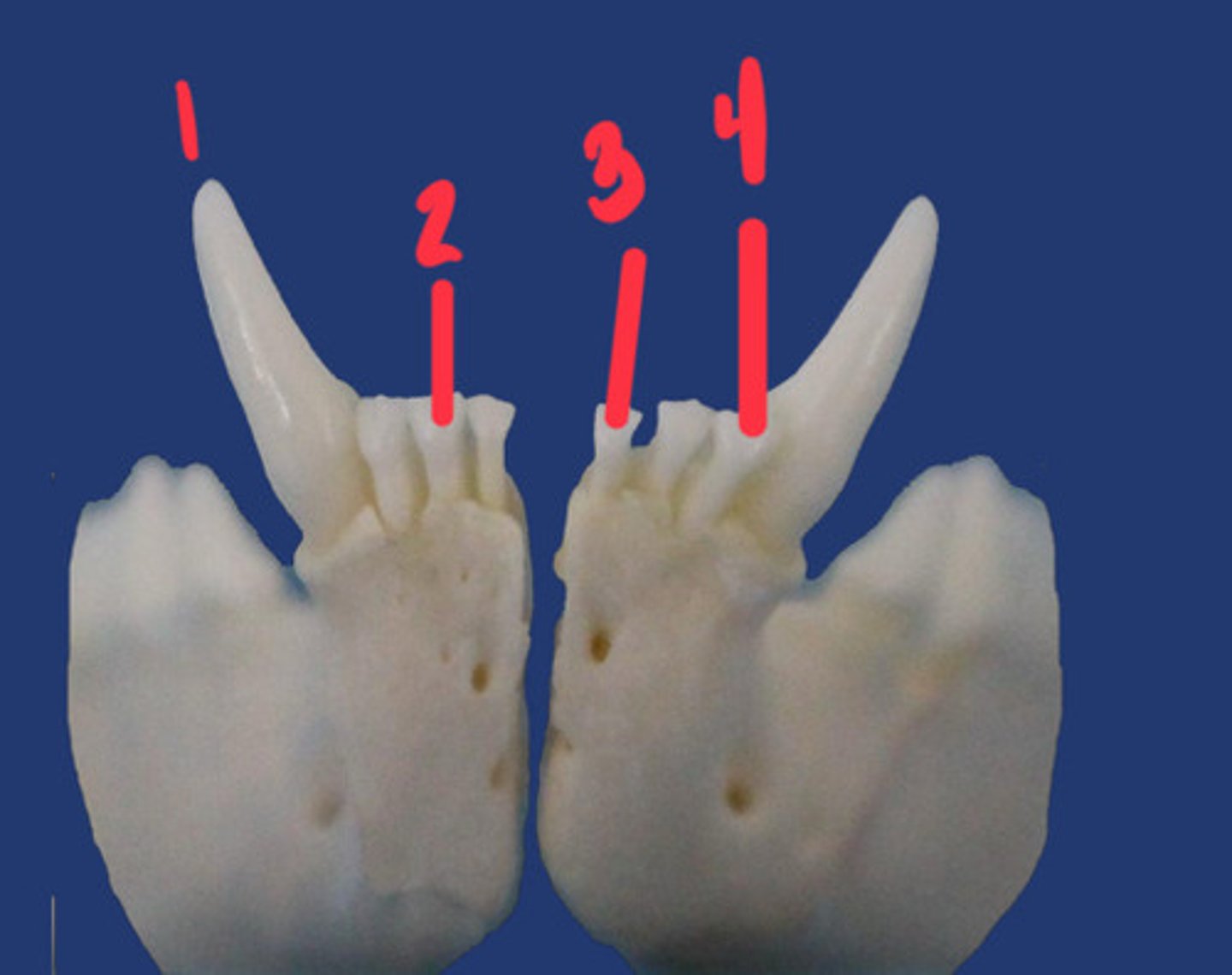 <p>What is the number according to the triadan system for 1? How many roots does it have and what animal is this?</p>