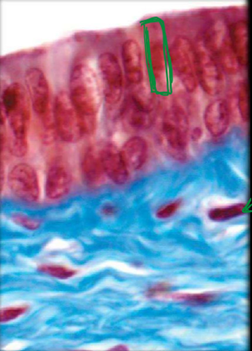 <p>bottom portion</p>