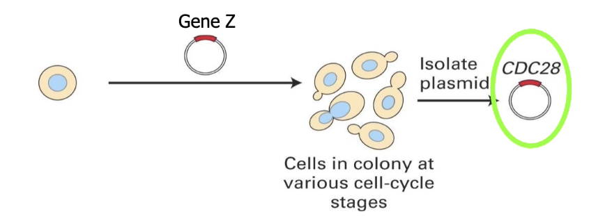 <p><strong>Step 3: Identify Gene Z</strong></p><ul><li><p>Gene Z is carried in a <strong>plasmid</strong> in bacterial cells</p></li><li><p>Extract plasmid → <strong>sequence</strong> the cDNA</p></li><li><p>Result: Gene Z = <strong>Cdc28</strong> in budding yeast</p><ul><li><p>Cdc28 codes for CDK1 protein = same as <strong>Cdc2</strong> in fission yeast</p></li><li><p><strong>Functional complementation</strong> shows <strong>conserved cell cycle genes</strong> across species</p></li></ul></li></ul><p></p>
