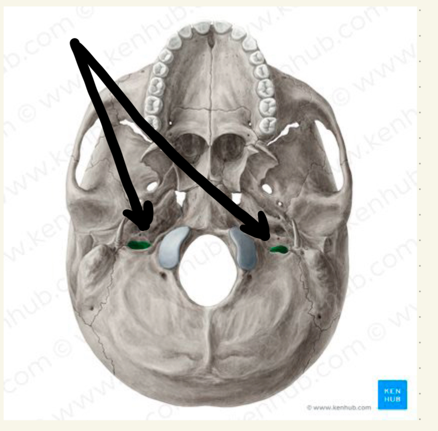 knowt flashcard image