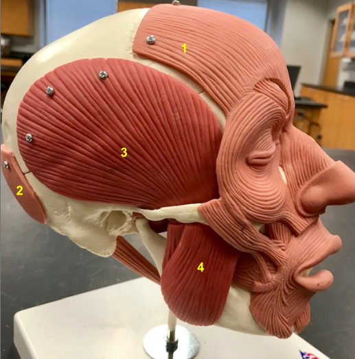 <p>What is the muscle indicated by the yellow 1?</p>