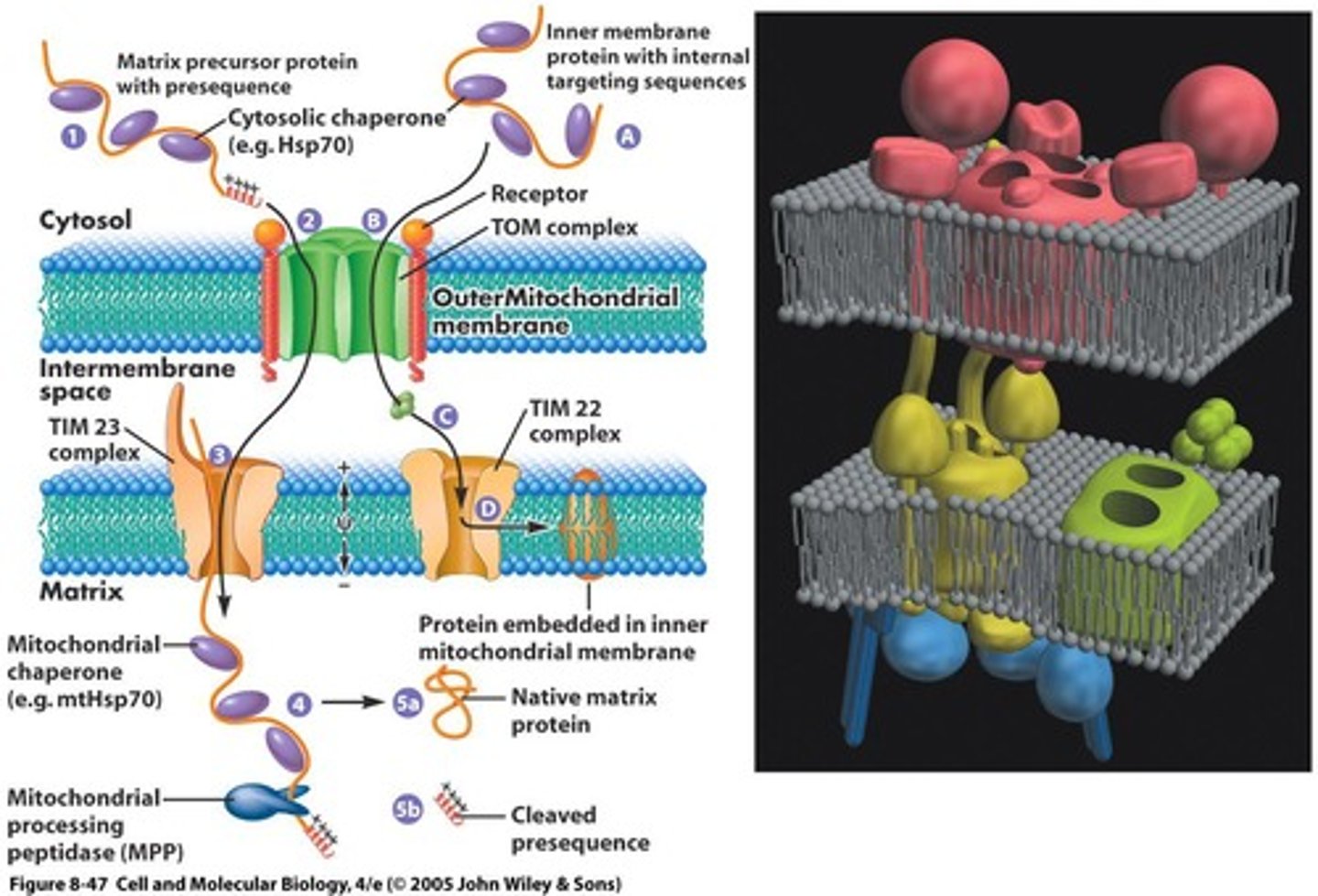 <p>A protein import complex in the outer mitochondrial membrane that binds preproteins and translocates them.</p>