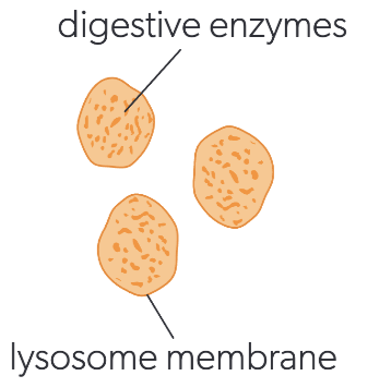 <p>lysosome</p>