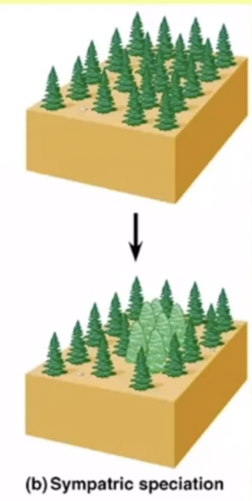 <p>There is no geographic barrier so the populations are still near each other but other factors prevent reproduction between the groups (like microhabitat specialization or polyploidy in plants: Polyploidy is the state of having extra chromosomes which makes it difficult to produce gametes so they can only really self pollinate) Because the gene pools are separated both populations will be affected by the 5 factors that cause changes in the gene pool independently which can result in the formation of new species if the difference is large enough</p>