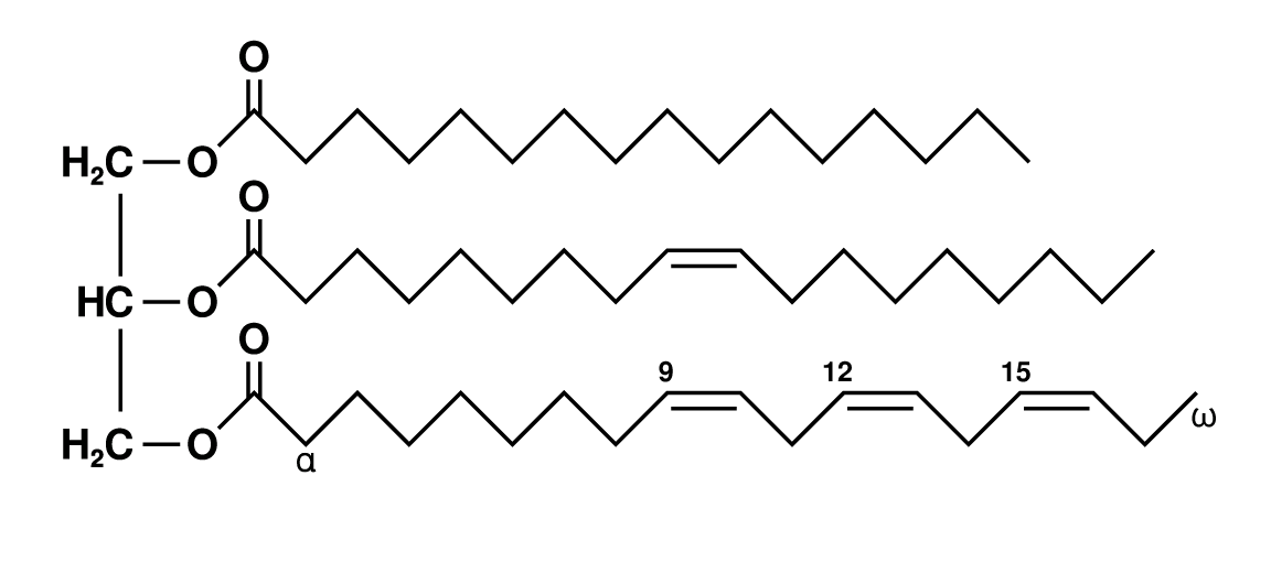 a glycerol backbone, ester bonds, and fatty acid tails