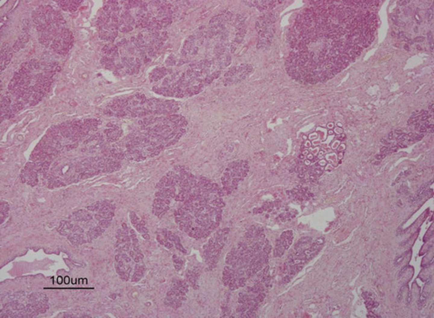 <p>is this mammary gland active or inactive?</p>