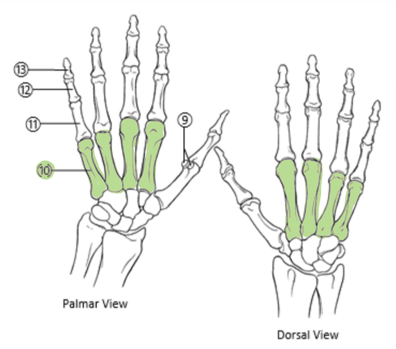 <p>Which bones are highlighted?</p>