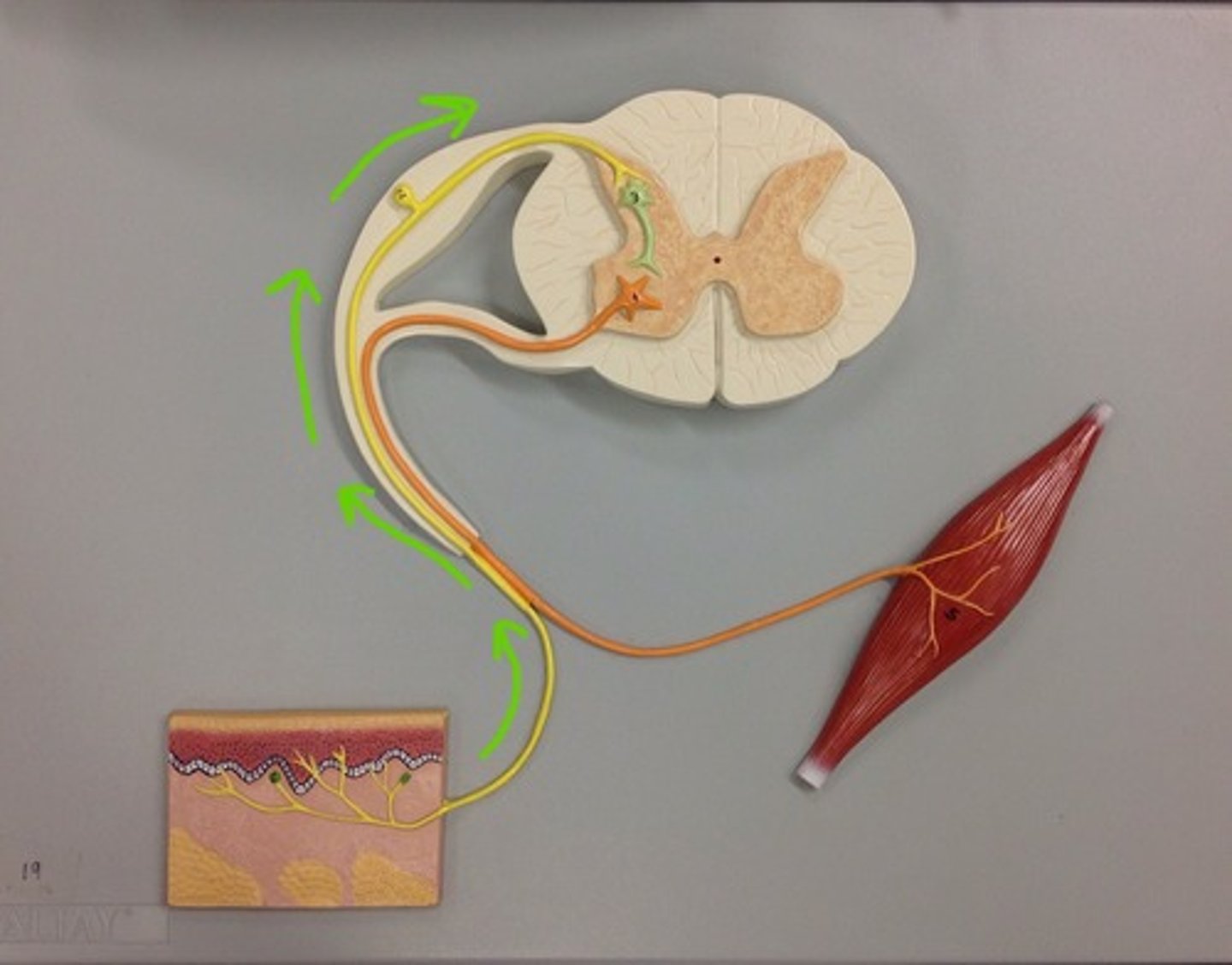 <p>a neuron that transmits sensory information</p>
