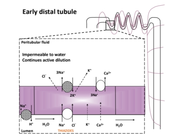 <ul><li><p>Na+ pump in basolateral membrane (interstitium facing) drives transport of many of the other solutes. </p></li><li><p class="is-empty is-editor-empty has-focus">Na+ &amp; Cl- enter cell across apical membrane (filtrate facing) by Na+, Cl-symporter. Cl- leaves by diffusion through Cl- channels. </p></li><li><p class="is-empty is-editor-empty has-focus">Ca2+ and Mg2+ reabsorption. </p></li><li><p class="is-empty is-editor-empty has-focus">K+ : some remaining filtered K+ reabsorbed (by the time filtrate reaches collecting ducts almost all (95%) filtered K+ has been reabsorbed). </p></li><li><p class="is-empty is-editor-empty has-focus">H+: secreted mostly by Na+-H+ exchange, or by a H+ pump. Secreted H+ ions either contribute to reabsorption of any remaining bicarbonate or interact with urinary buffers to allow acid excretion</p></li></ul><p></p>