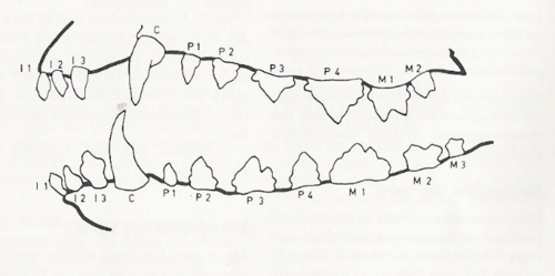 <p>Tandformel permanenta tänder</p>