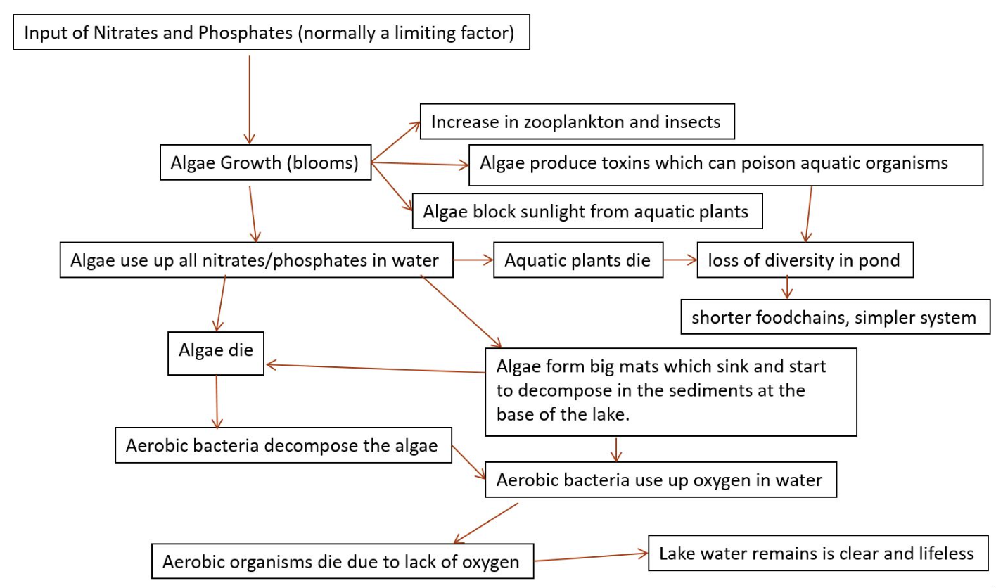 <p><span>Occurs when lakes, estuaries and coastal waters receive inputs of mineral&nbsp;nutrients, especially nitrates and phosphates, often causing excessive growth of phytoplankton.&nbsp;Algal blooms only occur if phytoplankton growth had previously been limited by lower&nbsp;concentrations of phosphate and/or nitrate. Humans cause eutrophication when releasing&nbsp;detergents, sewage or agricultural fertilizers into water bodies. Eutrophication leads to a sequence of impacts and changes to the aquatic system.&nbsp;Excessive growth of phytoplankton is typically followed by their death and, therefore, high&nbsp;rates of decomposition, rapid consumption of dissolved oxygen leading to hypoxia or anoxia in&nbsp;the water, and death of aquatic life that depends on dissolved oxygen. This is a positive feedback loop. </span></p>